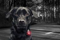 Hundelicht Orbiloc Dog Dual Safety Light Grün mit Befestigungsgu